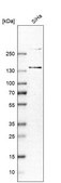 Anti-MORC3 antibody produced in rabbit Prestige Antibodies&#174; Powered by Atlas Antibodies, affinity isolated antibody, buffered aqueous glycerol solution