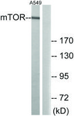 Anti-MTOR antibody produced in rabbit affinity isolated antibody