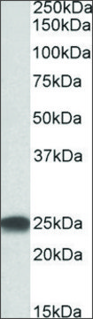 Anti-PSMB4 antibody produced in goat affinity isolated antibody, buffered aqueous solution