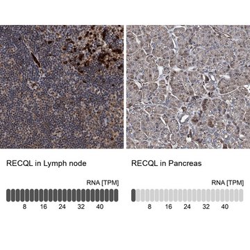 Anti-RECQL antibody produced in rabbit Prestige Antibodies&#174; Powered by Atlas Antibodies, affinity isolated antibody, buffered aqueous glycerol solution