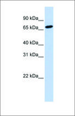 Anti-HAL antibody produced in rabbit affinity isolated antibody