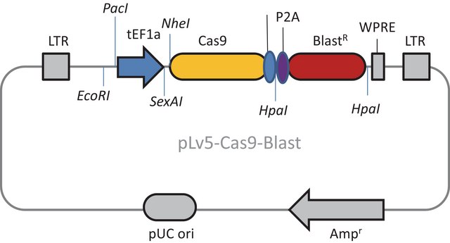 CAS9 Blasticidin Lenti Plasmid