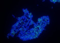 Escherichia coli FISH probe -ATTO488 Probe for fluorescence in situ hybridization (FISH), 20&#181;M in water