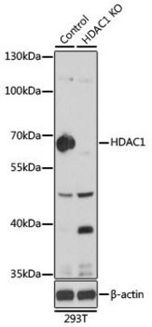 Anti-HDAC1 antibody produced in rabbit