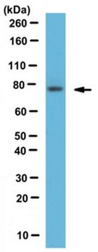 Anti-Spartin Antibody serum, from rabbit