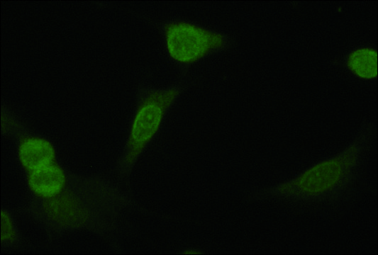 Anti-NR4A2 (N-terminal) antibody produced in rabbit ~1.5&#160;mg/mL, affinity isolated antibody, buffered aqueous solution