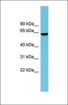 Anti-SLC5A8 antibody produced in rabbit affinity isolated antibody