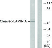 Anti-Lamin A (Cleaved-Asp230) antibody produced in rabbit affinity isolated antibody