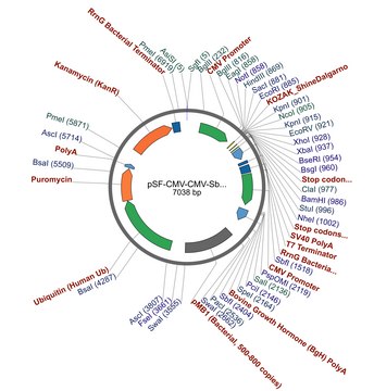 PSF-CMV-CMV-SBFI-UB-PURO - DUAL CMV EXPRESSION PLASMID plasmid vector for molecular cloning
