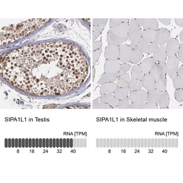 Anti-SIPA1L1 antibody produced in rabbit Prestige Antibodies&#174; Powered by Atlas Antibodies, affinity isolated antibody, buffered aqueous glycerol solution