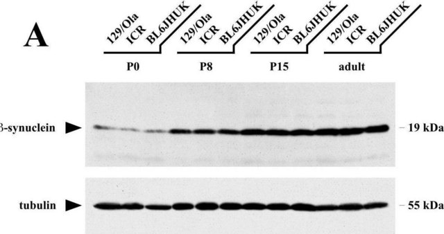 Monoclonal Anti-&#945;-Tubulin antibody produced in mouse clone DM1A, ascites fluid