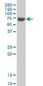 ANTI-GRK6 antibody produced in mouse clone 8D4, purified immunoglobulin, buffered aqueous solution