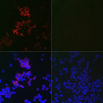 Anti-MAP1LC3B antibody produced in mouse