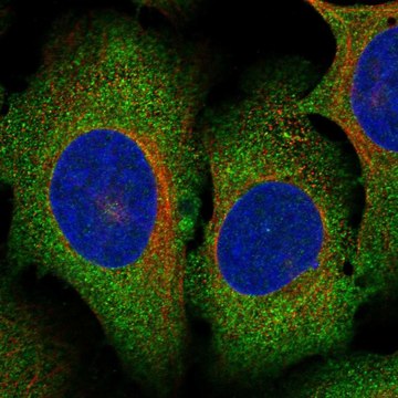 Anti-Mettl13 Antibody Produced In Rabbit Prestige Antibodies&#174; Powered by Atlas Antibodies, affinity isolated antibody, buffered aqueous glycerol solution