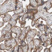 Anti-SEL1L antibody produced in rabbit Prestige Antibodies&#174; Powered by Atlas Antibodies, affinity isolated antibody, buffered aqueous glycerol solution