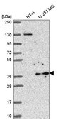 Anti-YIPF3 antibody produced in rabbit Prestige Antibodies&#174; Powered by Atlas Antibodies, affinity isolated antibody
