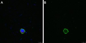 Anti-LILRB4 Antibody, clone 1H12 ZooMAb&#174; Rabbit Monoclonal recombinant, expressed in HEK 293 cells