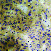 Anti-phospho-PLK1 (pThr210) antibody produced in rabbit affinity isolated antibody