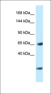 Anti-EBF3 antibody produced in rabbit affinity isolated antibody
