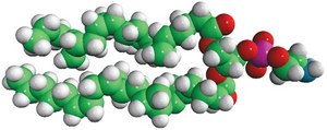 E. coli PE Avanti Research&#8482; - A Croda Brand 840027P, powder