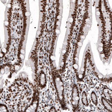 Monoclonal Anti-H2AFY antibody produced in mouse Prestige Antibodies&#174; Powered by Atlas Antibodies, clone CL5256, purified immunoglobulin, buffered aqueous glycerol solution