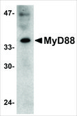 Anti-MYD88 (ab2) antibody produced in rabbit affinity isolated antibody, buffered aqueous solution