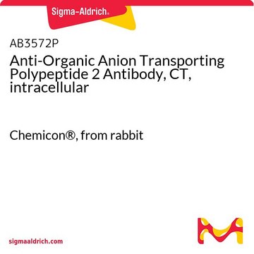 Anti-Organic Anion Transporting Polypeptide 2 Antibody, CT, intracellular Chemicon&#174;, from rabbit