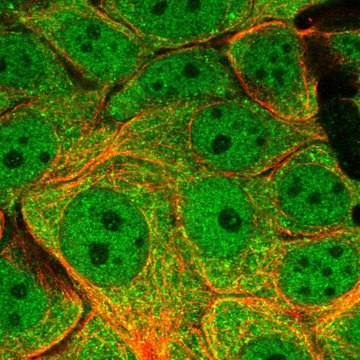 Anti-DYNLL1 antibody produced in rabbit Prestige Antibodies&#174; Powered by Atlas Antibodies, affinity isolated antibody