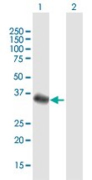 Anti-FBXO32 antibody produced in mouse purified immunoglobulin, buffered aqueous solution