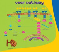 Vascular Endothelial Growth Factor human VEGF, recombinant, expressed in E. coli, powder, suitable for cell culture