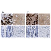 Anti-HAPLN1 antibody produced in rabbit Prestige Antibodies&#174; Powered by Atlas Antibodies, affinity isolated antibody, buffered aqueous glycerol solution, Ab1