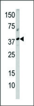 Anti-NMD3 (C-term) antibody produced in rabbit IgG fraction of antiserum, buffered aqueous solution