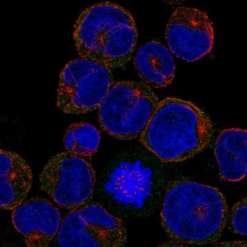 Anti-CLEC5A antibody produced in rabbit Prestige Antibodies&#174; Powered by Atlas Antibodies, affinity isolated antibody