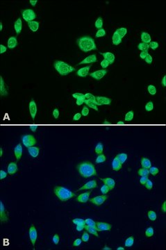 Monoclonal Anti-&#946;-COP antibody produced in mouse clone maD, ascites fluid