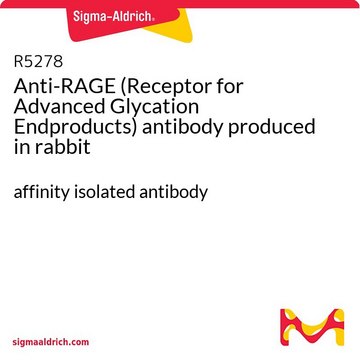 Anti-RAGE (Receptor for Advanced Glycation Endproducts) antibody produced in rabbit affinity isolated antibody