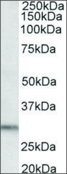 Anti-DAPP1 (C-terminal) antibody produced in goat affinity isolated antibody, buffered aqueous solution