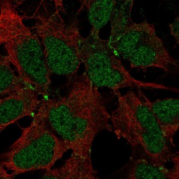 Anti-JAM2 antibody produced in rabbit Prestige Antibodies&#174; Powered by Atlas Antibodies, affinity isolated antibody