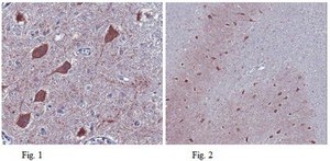 Anti-Atg13 Antibody, clone 2H4.2 clone 2H4.2, from mouse