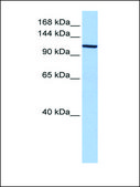 Anti-XPO1 antibody produced in rabbit affinity isolated antibody