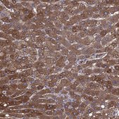 Anti-ALDH1L1 antibody produced in rabbit Prestige Antibodies&#174; Powered by Atlas Antibodies, affinity isolated antibody