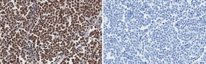 Anti-MyoD Antibody, clone 1F22 ZooMAb&#174; Rabbit Monoclonal recombinant, expressed in HEK 293 cells
