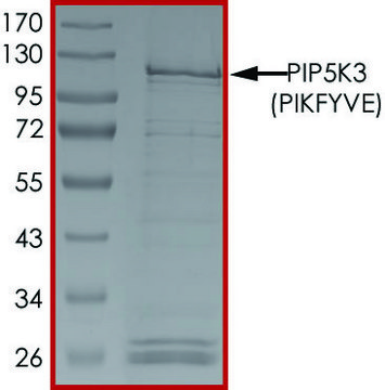 PIP5K3 (PIKFYVE), Active PRECISIO&#174; Kinase, recombinant