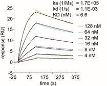 Alpaca Anti-SARS-CoV-2 spike RBD, recombinant single domain Antibody Recombinant Alpaca(VHH) Nano antibody