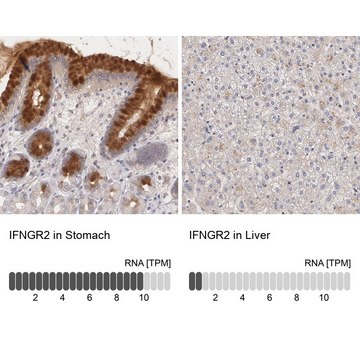 Anti-IFNGR2 antibody produced in rabbit affinity isolated antibody, buffered aqueous glycerol solution