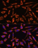 Anti-CHCHD2 antibody produced in rabbit