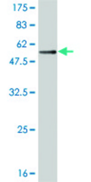 Monoclonal Anti-TREM1, (C-terminal) antibody produced in mouse clone 3F5, purified immunoglobulin, buffered aqueous solution