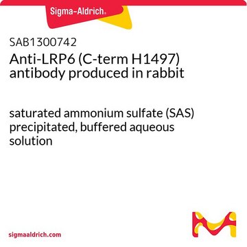 Anti-LRP6 (C-term H1497) antibody produced in rabbit saturated ammonium sulfate (SAS) precipitated, buffered aqueous solution