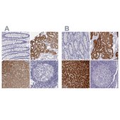 Anti-BHMT antibody produced in rabbit Prestige Antibodies&#174; Powered by Atlas Antibodies, affinity isolated antibody, buffered aqueous glycerol solution