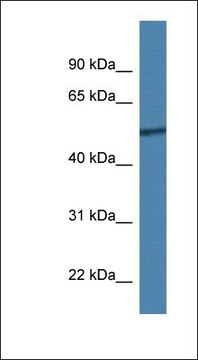 Anti-RCOR2 antibody produced in rabbit affinity isolated antibody