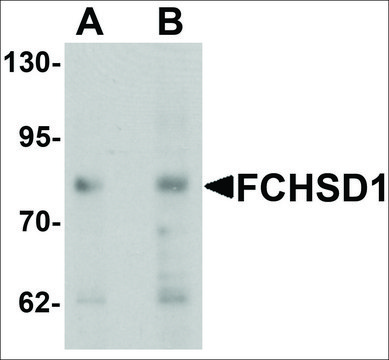 Anti-FCHSD1 antibody produced in chicken affinity isolated antibody